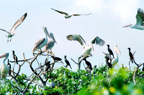 Tour Du Lịch Sài Gòn – Cà Mau 04 Ngày 03 Đêm